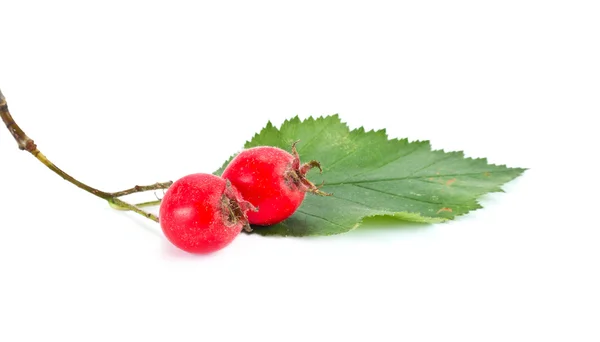 Crataegus aestivalis — Foto Stock