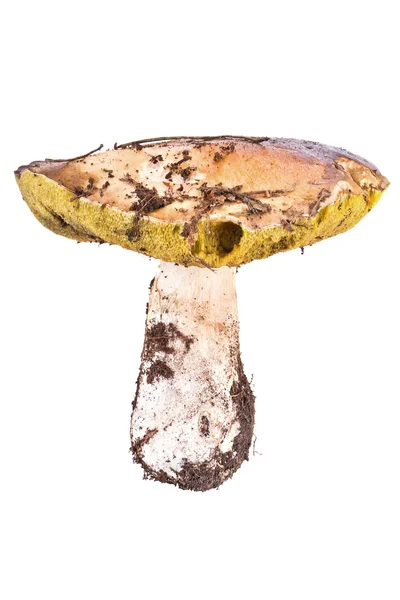 Boletus edulis — Photo