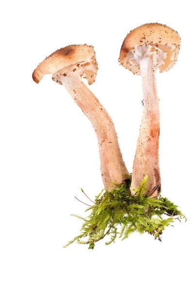 Honey fungus, or Armillaria or openky — Stock Photo, Image