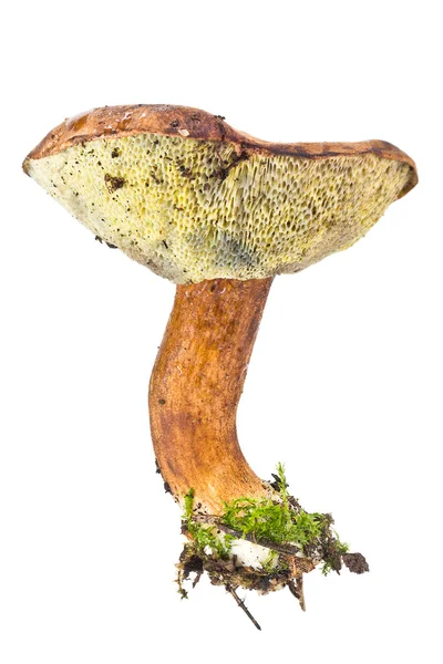 Moosschwammerlpilz oder Xerocomus — Stockfoto