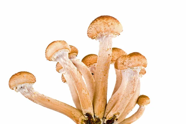 Honey fungus, or Armillaria or openky — Stock Photo, Image