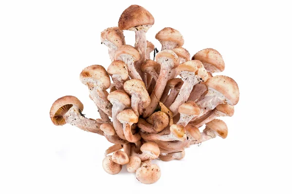 Honey fungus, or Armillaria or openky — Stock Photo, Image