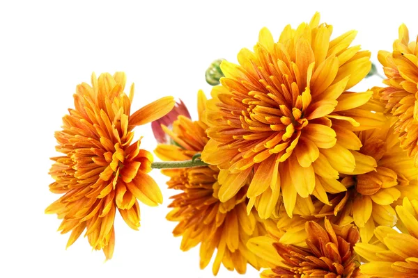 Chrysanthèmes — Photo