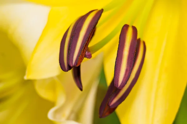 Stamens of lily — Stock Photo, Image