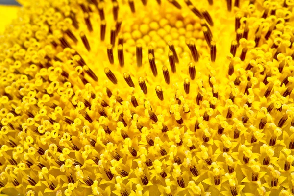 Flower of sunflower — Stock Photo, Image