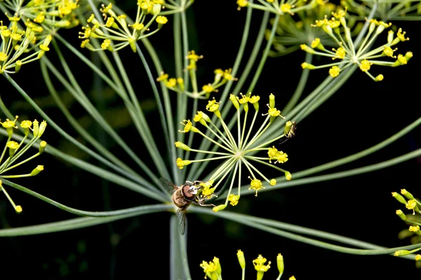 Fly on a dill — Stock Photo, Image