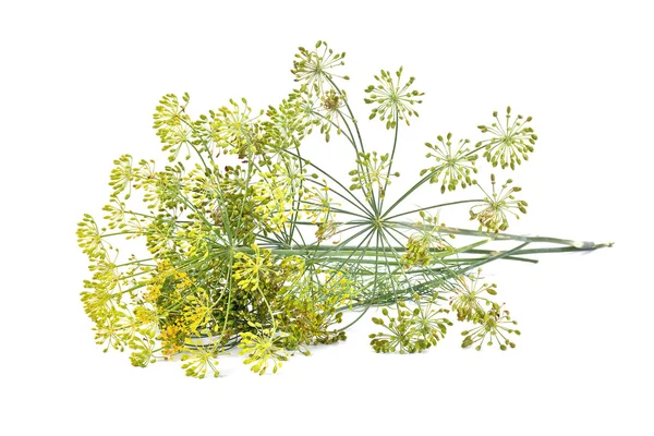 Dill. — Stok fotoğraf