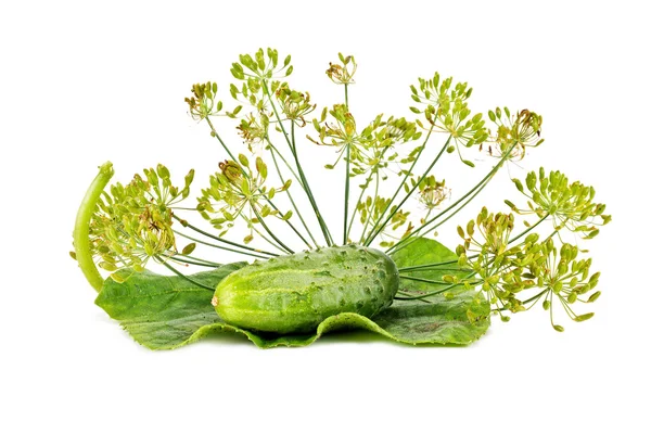 Cucumber and dill — Stock Photo, Image