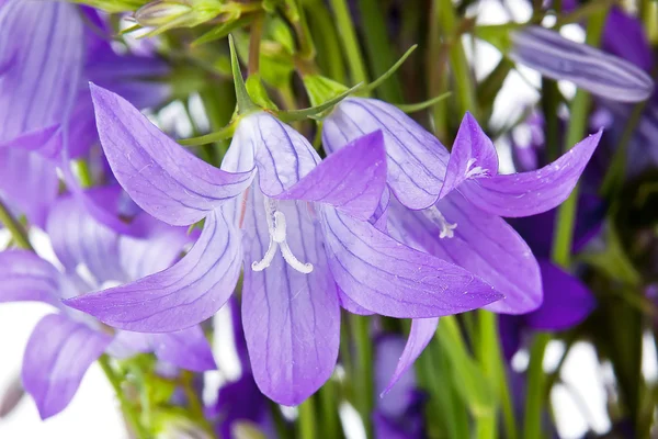 Bouquet of Campanula — Stock Photo, Image