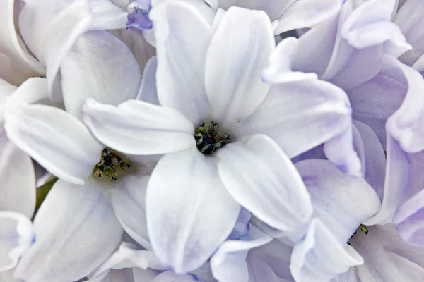 ใกล้ชิดกับ hyacinth — ภาพถ่ายสต็อก