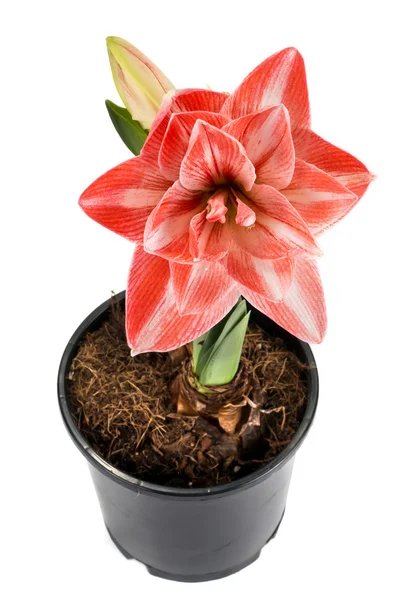 Террі Hippeastrum — стокове фото