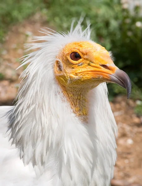 Bird vulture — Stock Photo, Image