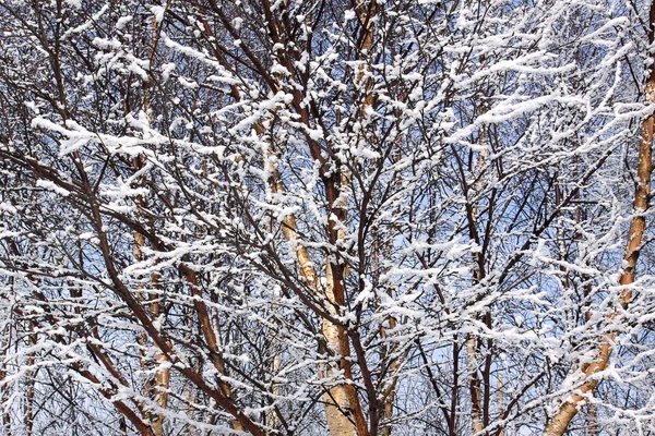 Sneeuw op takken, achtergrond — Stockfoto