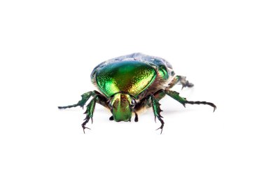 Cetonia aurata