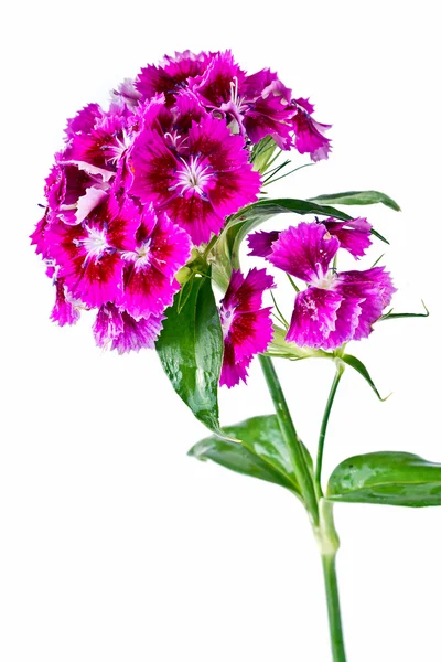 Sweet william — Stock Photo, Image