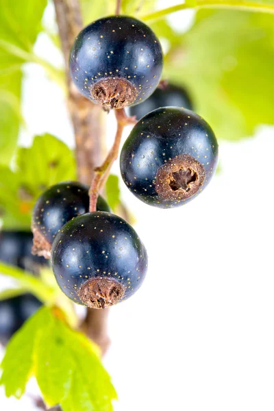 Blackcurrant — Stock Photo, Image