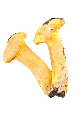 cantharellus cibarius