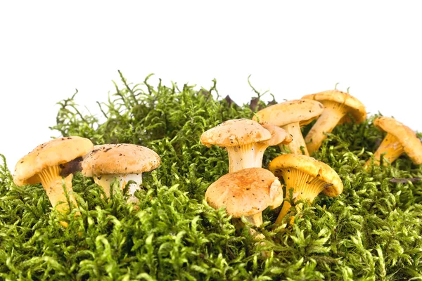 Cantharellus — Stock Photo, Image