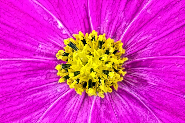 Blume des Kosmos — Stockfoto