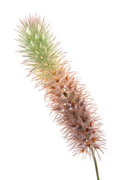 Klee. Trifolium arvense — Stockfoto