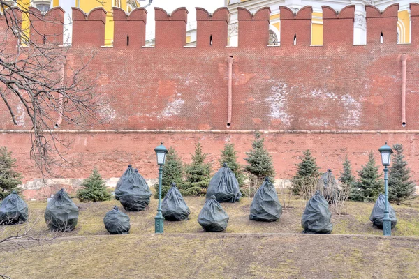 Abeto en la pared del Kremlin después de un invierno —  Fotos de Stock