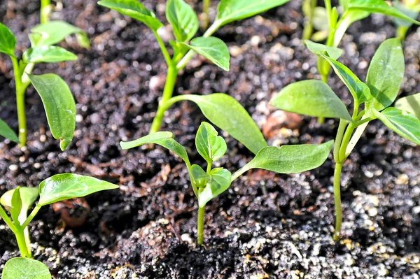 Seedlings of sweet pepper — Stock Photo, Image