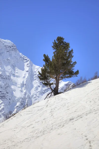 코 카 서 스입니다. 산 풍경 — 스톡 사진
