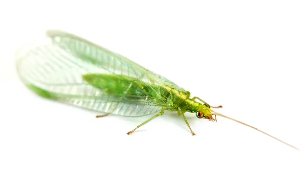 Inseto Lacewing verde comum ou Chrysoperla carnea — Fotografia de Stock