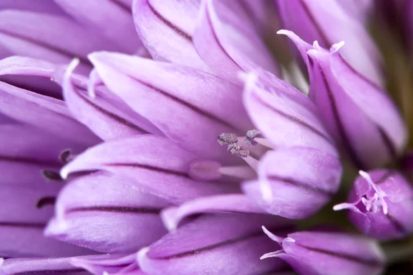 Allium fistulosum, ou cebola galesa, ou cebola japonesa, o — Fotografia de Stock