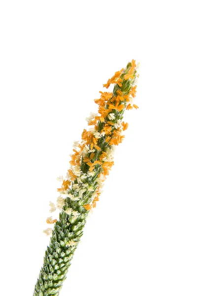 Wiesenblumen — Stockfoto