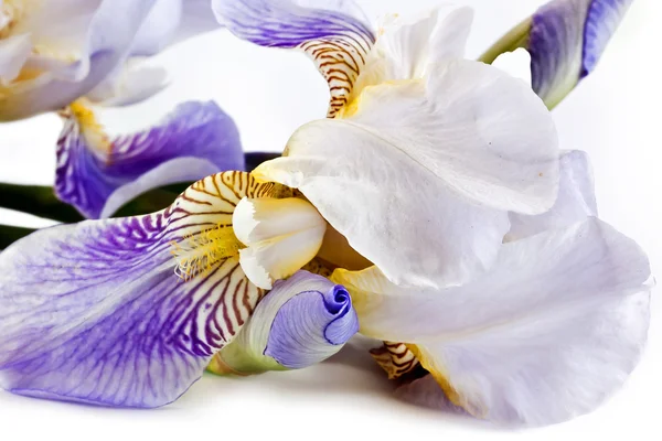 Iris — Stok fotoğraf