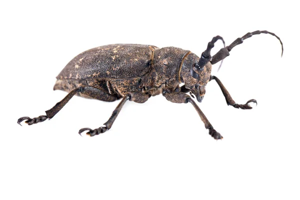 Weaver Beetle Beetle — Stock fotografie