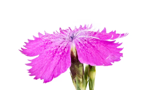 Carnation field — Stock Photo, Image