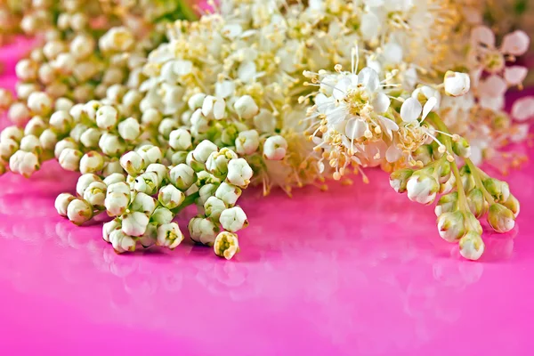 Mädesüß oder Filipendula — Stockfoto