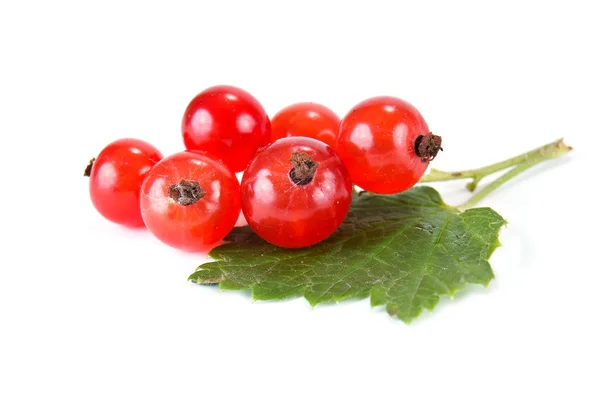 Beeren von roten Johannisbeeren — Stockfoto