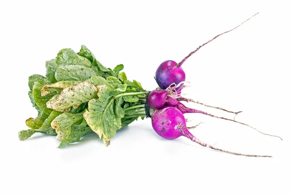Bunch of violet radish — Stock Photo, Image