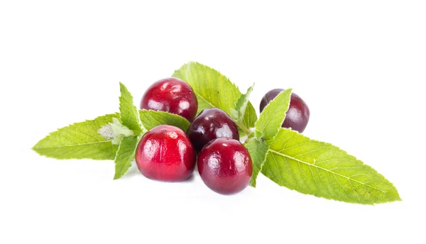 Cherry and mint leaves — Stock Photo, Image