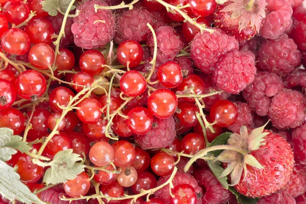 Ripe berries — Stock Photo, Image