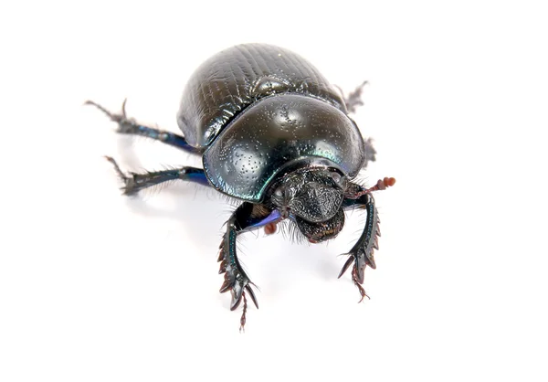 Geotrupes stercorarius, or earth-boring dung beetles, or dung be — Stock Photo, Image