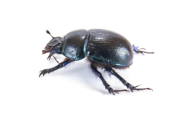 Geotrupes stercorarius, or earth-boring dung beetles, or dung be — Stock Photo, Image