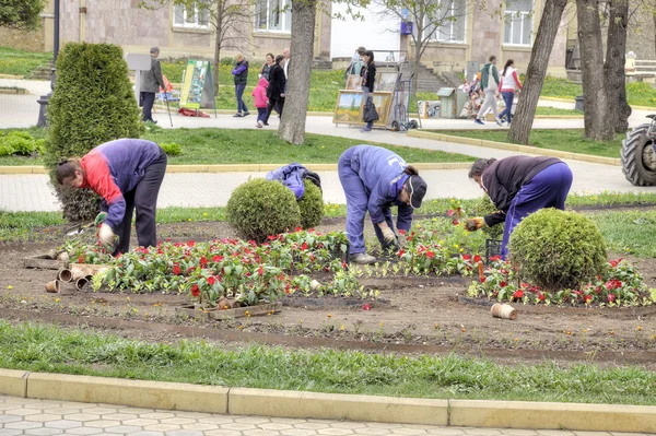 Kislovodsk. Arbetsplatsen för arbetstagare bedriva plantering blomma — Stockfoto