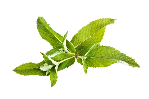 Mint — Stock Photo, Image