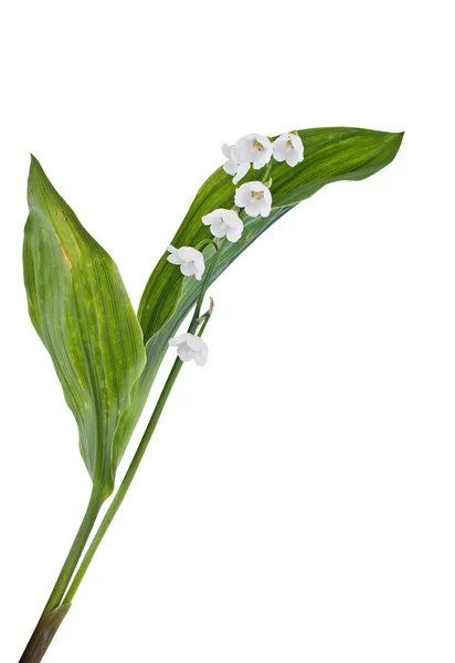 Lily of the valley — Stock Photo, Image