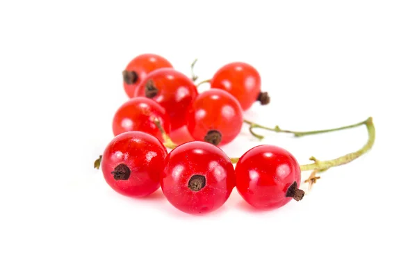 Beeren von roten Johannisbeeren — Stockfoto