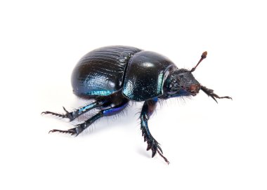 Geotrupes stercorarius, dünya sıkıcı gübre böcekleri veya gübre