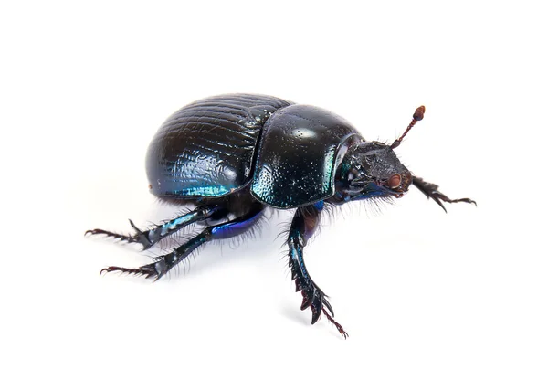 Geotrupes stercorarius, o escarabajos de estiércol o estiércol aburridos de la tierra — Foto de Stock