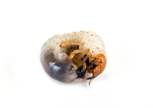 Личинка майского жука — стоковое фото