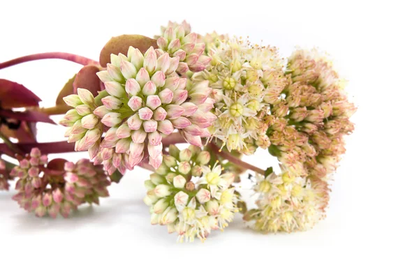 Sedum o Erba febbrile — Foto Stock