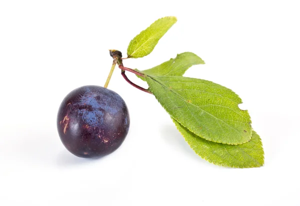 Berries of sloe — Stock Photo, Image