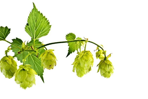 Hop — Stock Photo, Image